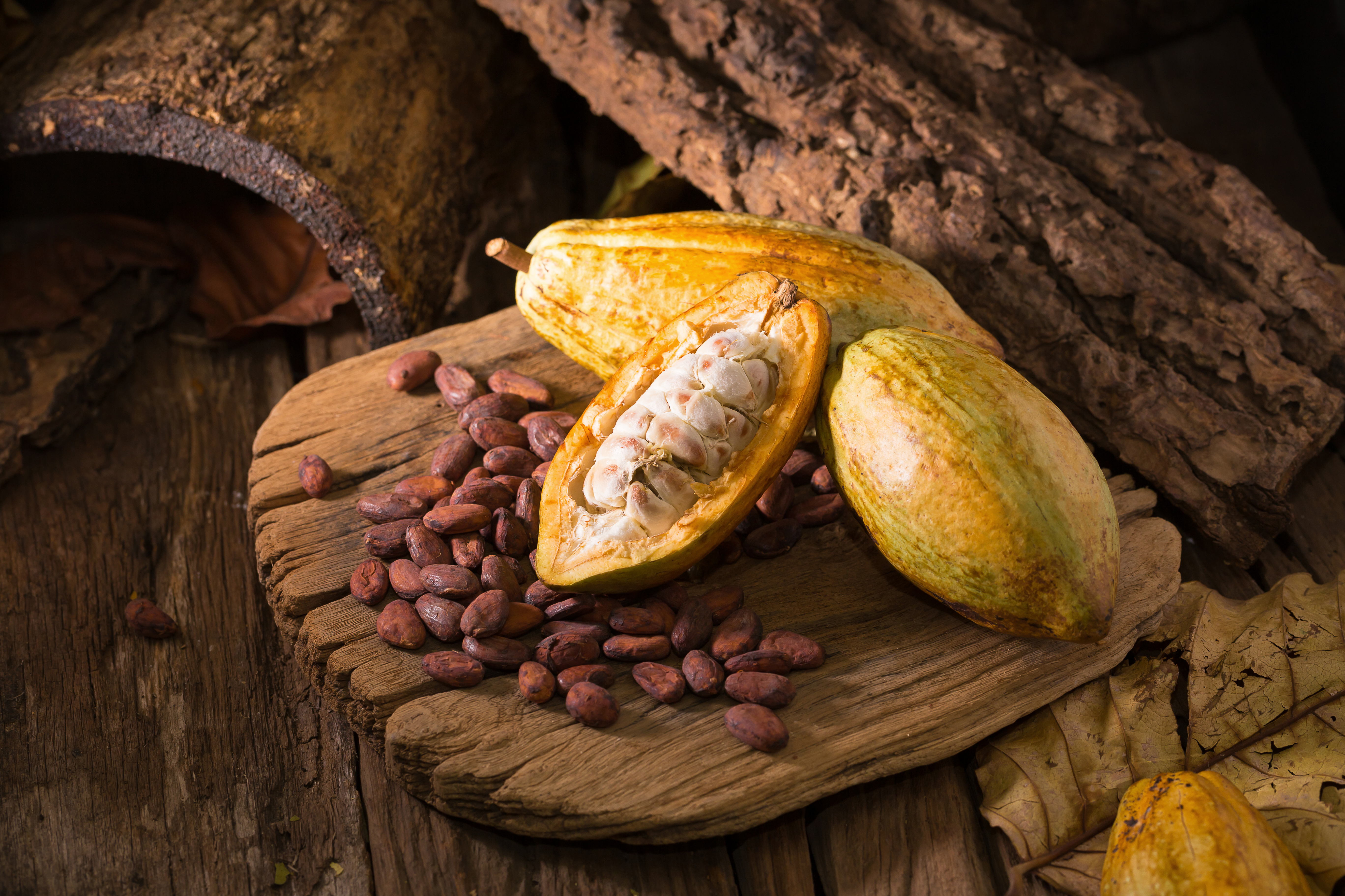 Dried Trinitario and hybrid cacao beans for international markets.